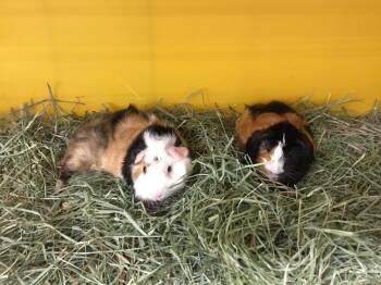 Rescue Guinea Pig Guinea Pigs for Adoption in San Diego, California - Landon ( Bonded To Tevyn) | PetCurious